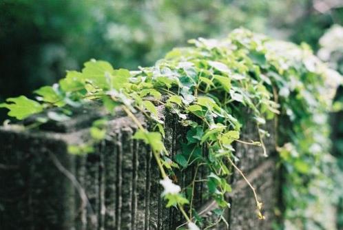 阳春三月的早晨的祝福语