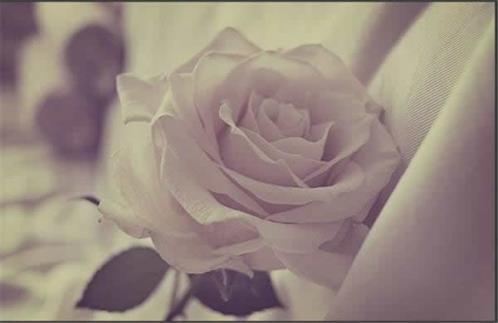 形容梅花的唯美句子