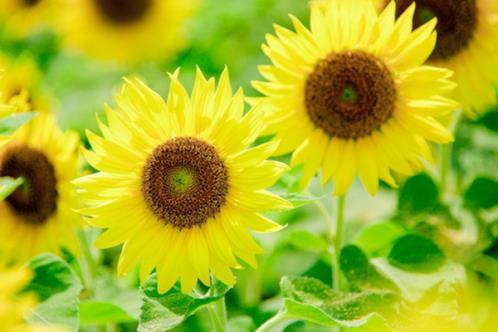 努力奋斗励志图片