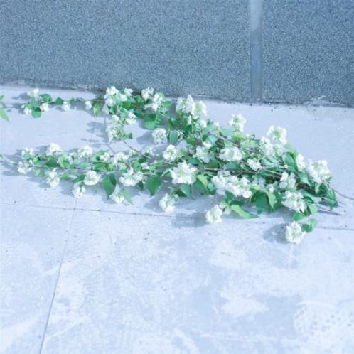 抖音点赞最高的句子