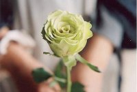 520表白节经典文案 文案最新