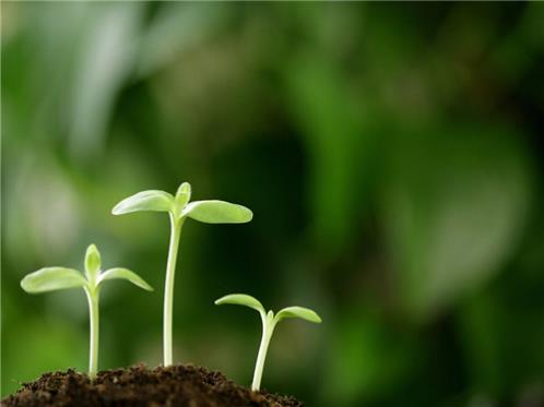 忘羡一句话经典语录