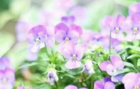 ​关于奶茶的段子 奶茶 关于空间设计的文案