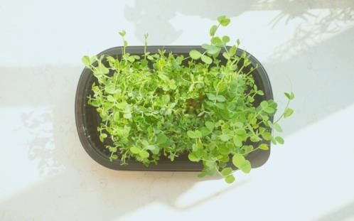 抖音上比较火的语录