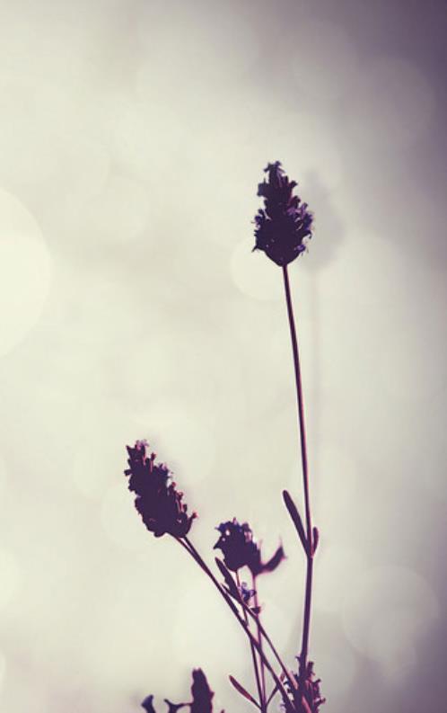 毒心灵鸡汤经典短语