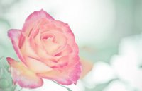 ​初三外貌描写父母的段落 描写外婆外貌的段落