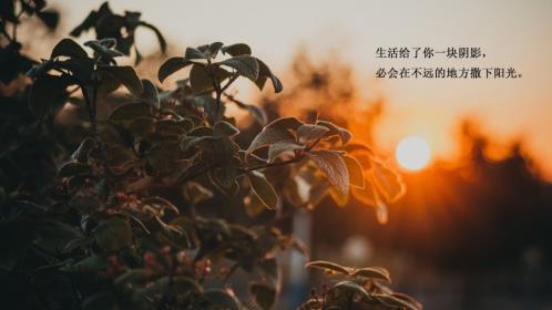 有关友谊的唯美句子