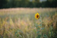 ​关于心情很美丽的短语说说 心情好的说说