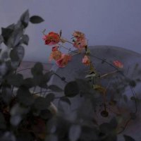 微博昵称大全（微博好听的昵称女生）