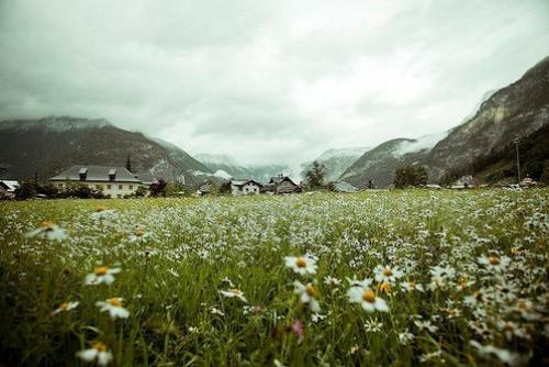 描写落叶纷飞的景象的句子