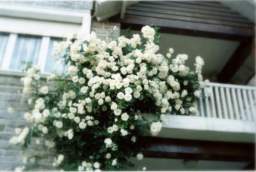 说说心情短语人生感悟