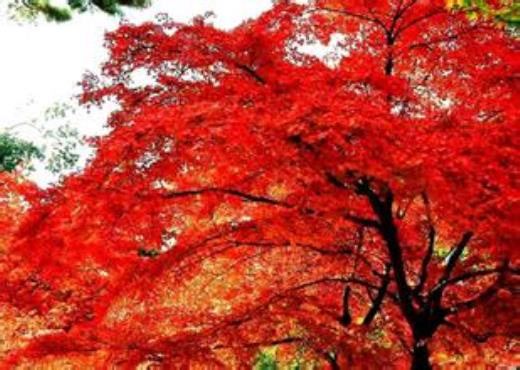 好心情从早上开始早安句子