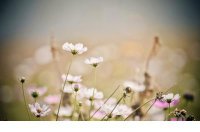 ​幸福爱情说说心情短语（曾经有一份真诚的爱情）