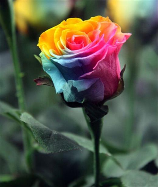 七夕情人节的心情说说