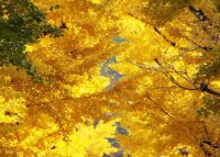 ​寂寞女人的说说心情短语