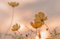 ​好听又冷门的二字id