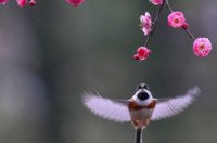 ​楚辞中最唯美的名字