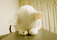 ​七个字的古风情侣名