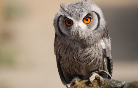 野性渣女昵称大全精选89个