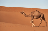 ​什么网名最好听又霸气男生_为你&radic;剃