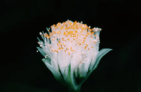 ​痛到心碎的昵称--月下弄人醉~