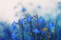 ​描写心情愉悦的诗句 乐观励志说说心情短语