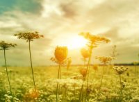 ​微博经典语录