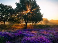 ​心情随笔语录