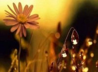 ​张嘉佳经典语录