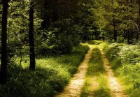 ​早上好心情语录