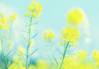 ​一句话心情微博语录