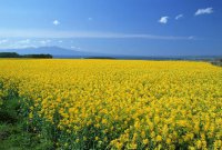 ​形容心情的经典语录