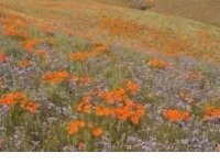 ​对女朋友说爱你的话