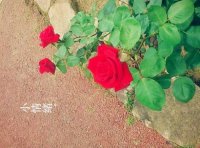 ​情话说说短句给女朋友 朋友圈说说心情短语