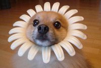 ​lol五黑网名 倾她城做她王脱她衣上