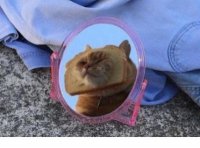 ​长发剪短发的悲伤说说 长发剪成短发的说说