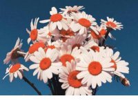 ​早安说说简短唯美句子 早安说说 简短的早安