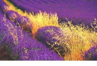 ​晒自己照片的说说幽默[60句] (闲得无聊的幽默句子)