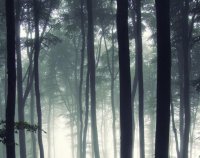 ​唯美好心情语录大全