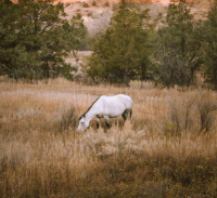 ​魔域网名女--Madeline、M