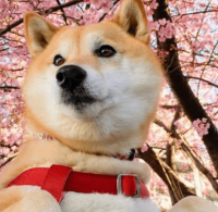 ​十字以内小情话霸道