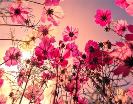 清晨早安心语简单一句话