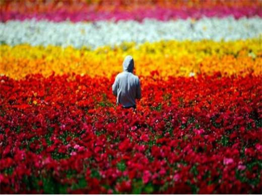 看了让人心静的句子