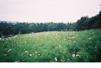 圣诞节情话最暖心短句