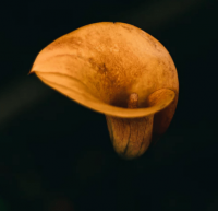 ​清冷孤傲古风网名