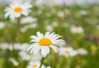 ​关于幸运的网名简短_【清新无极限】