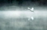 ​形容无助迷茫心烦句子 形容心烦心累的古诗