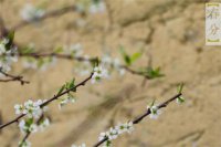 ​看透人心的悲凉句子 自己压抑心累的句子[40条]