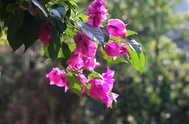 能让人心情好的句子 能让人心情好的句子