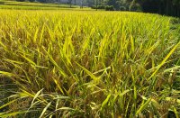 ​当幸福来敲门说说心情